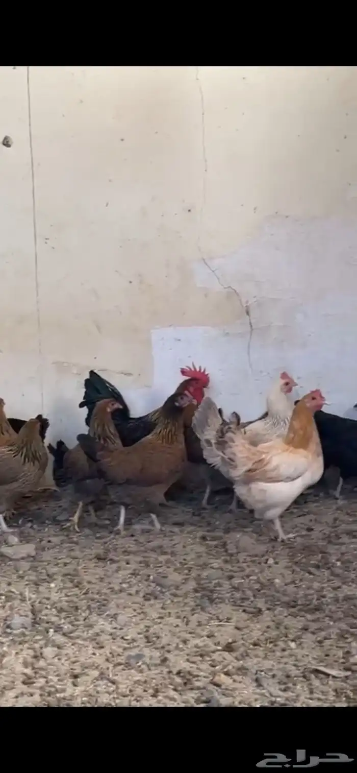 دجاج 1