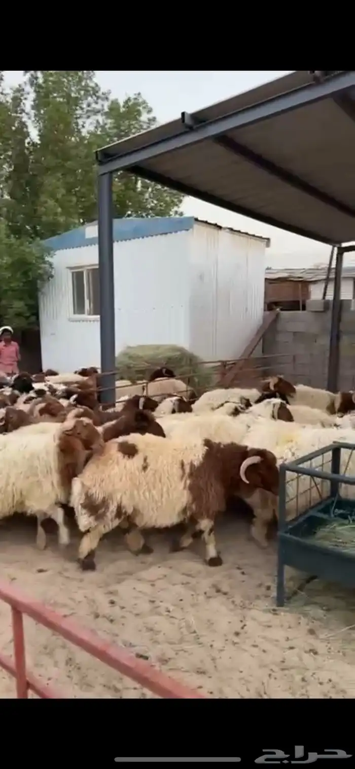 ذبايح نعيمي تمارا مع خدمة الذبح وتوصيل 1