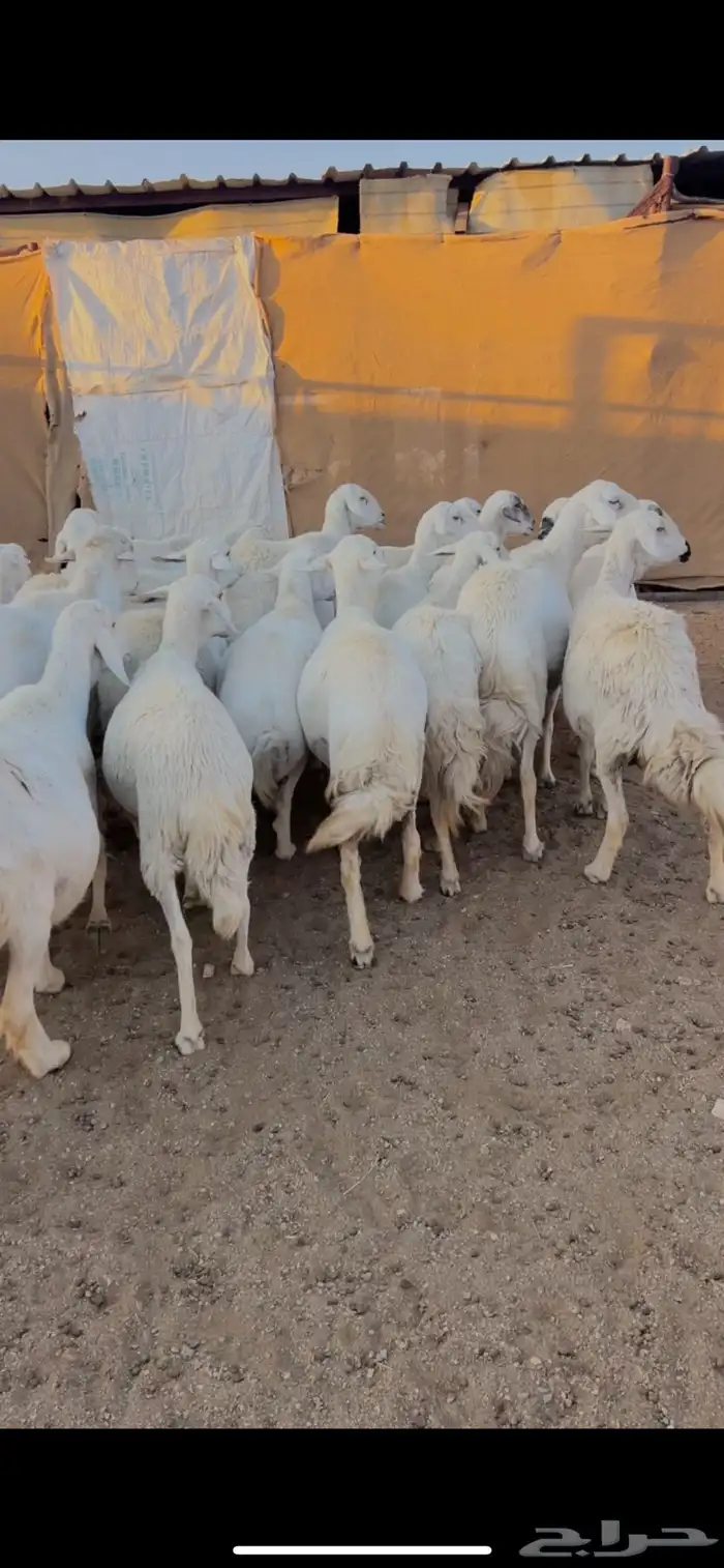 للبيع 24 راس بالفحل دفع حصيب منوة القاني صنف 2