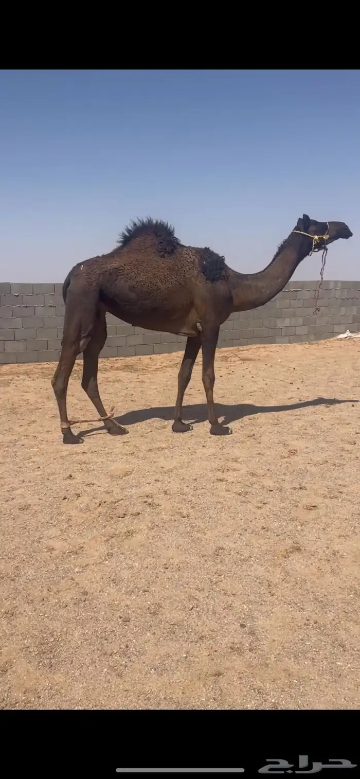 للبيع ضير مجهم سنها ثنيه 1