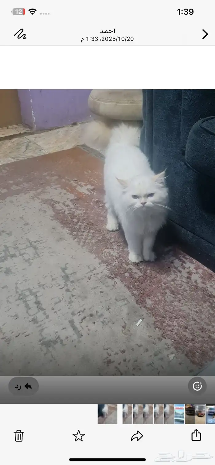 قطوة تربية بيوت 1