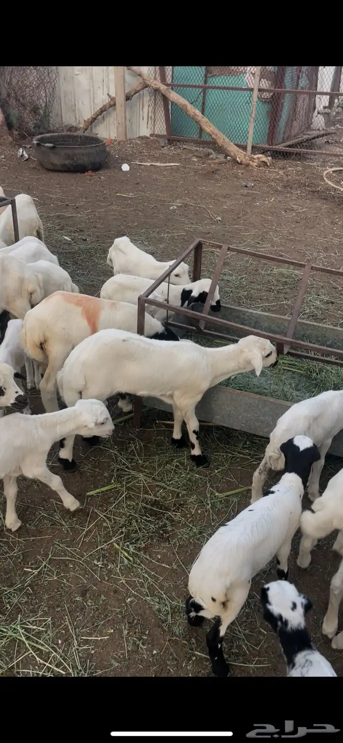 ضان مناتيج وقرايب 5