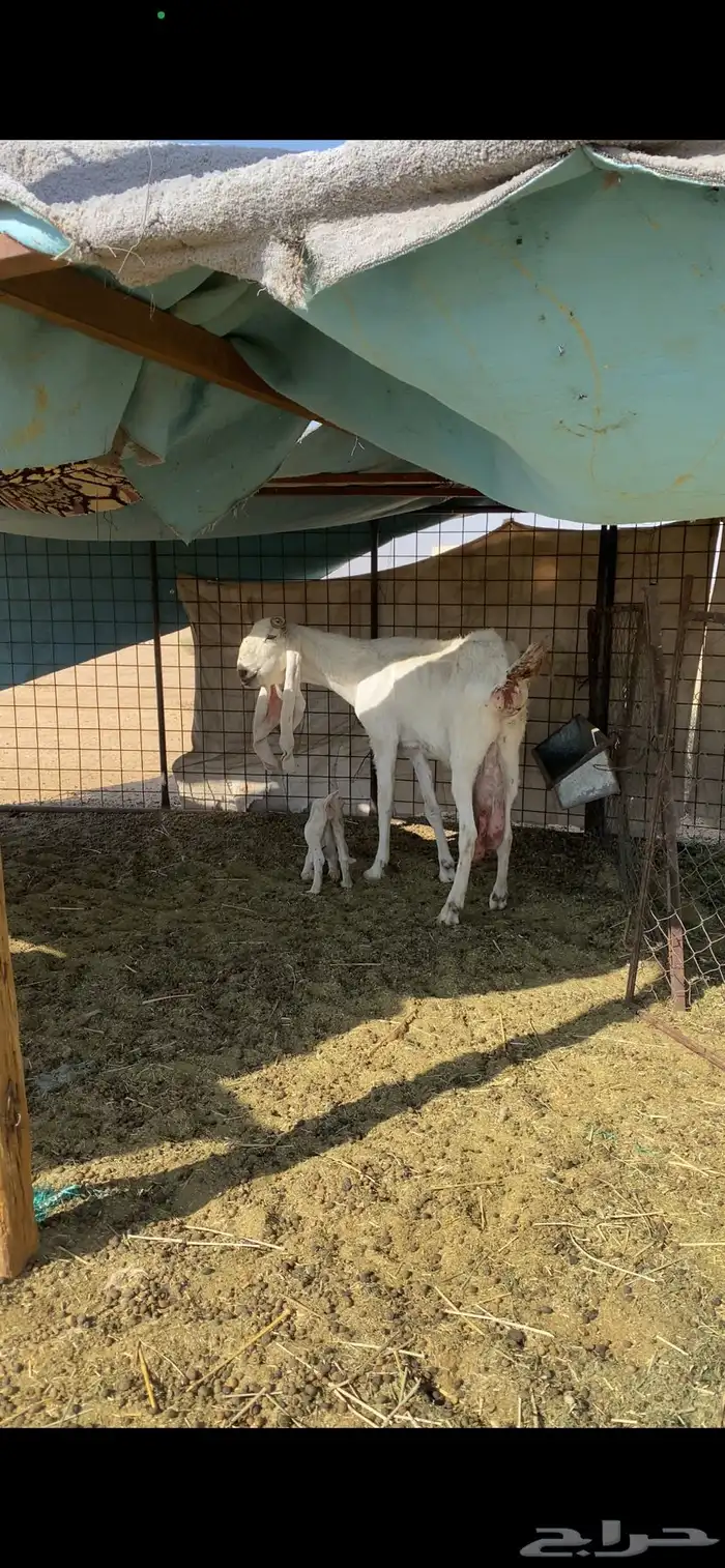 عنز متوم تحتها جفرتين. 1