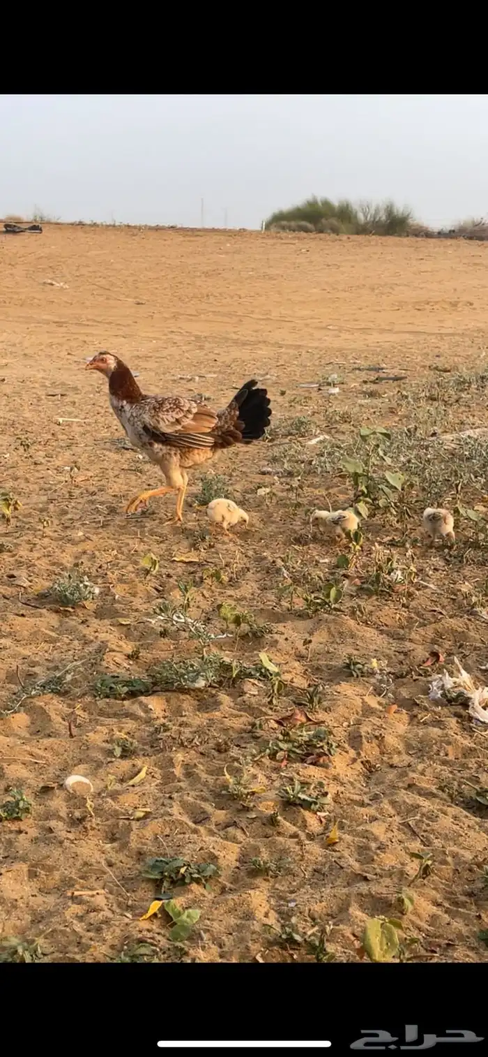 2 دجاج بفروخهم 0