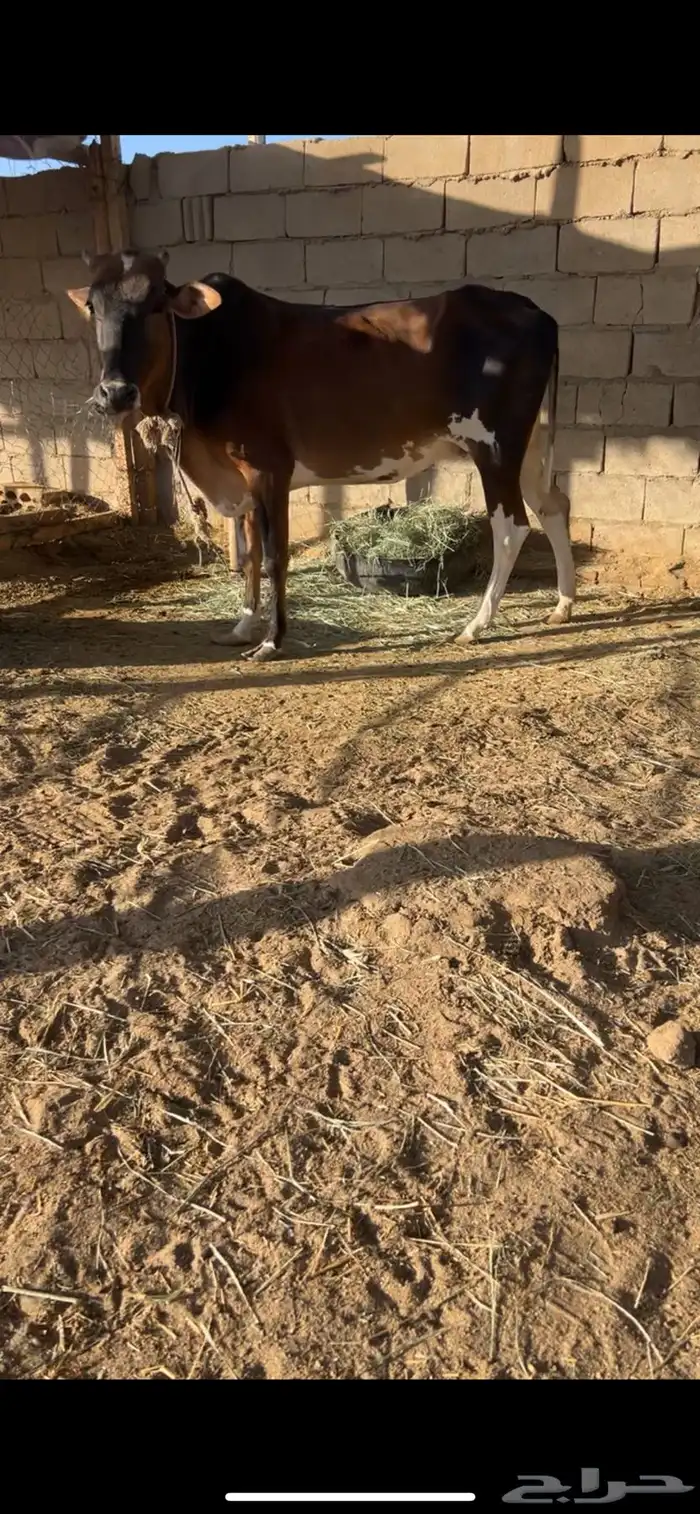 بقره بلديه   بقره بكر المانيه 0