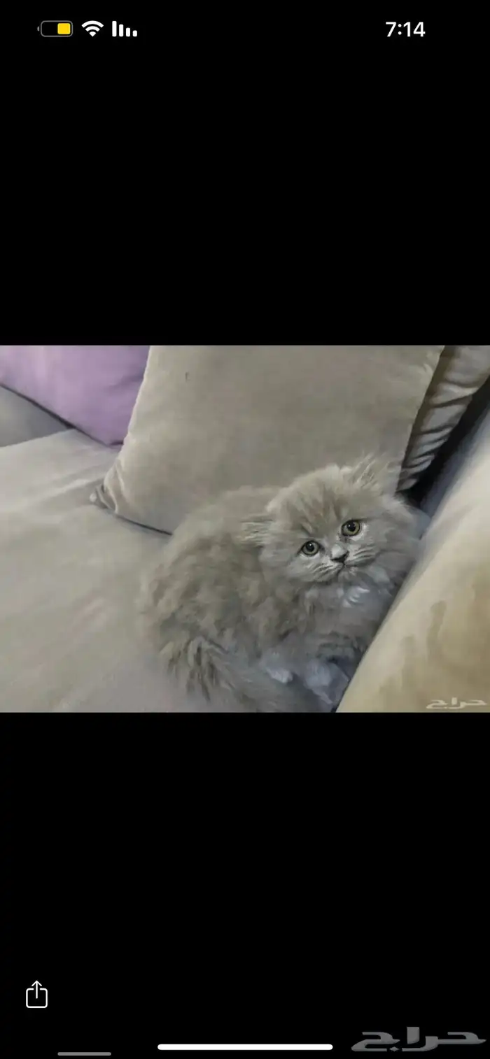 قط سكوتش فولد بلو العمر شهرين ونص اليف لعوب 2