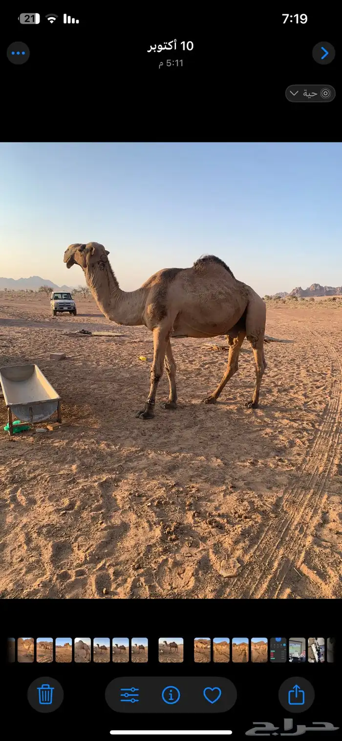 جمل بعير للبيع 2