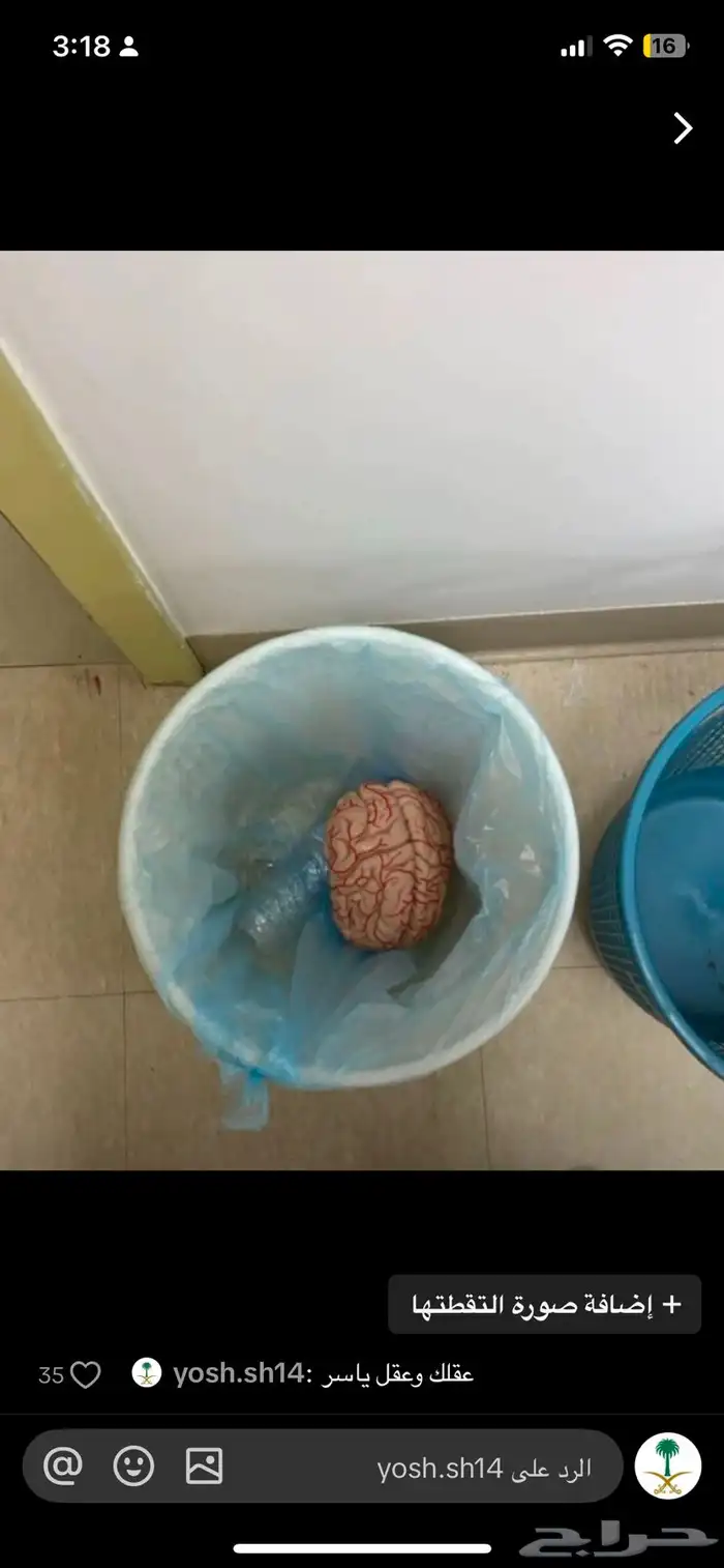 قطط تزاوج 0