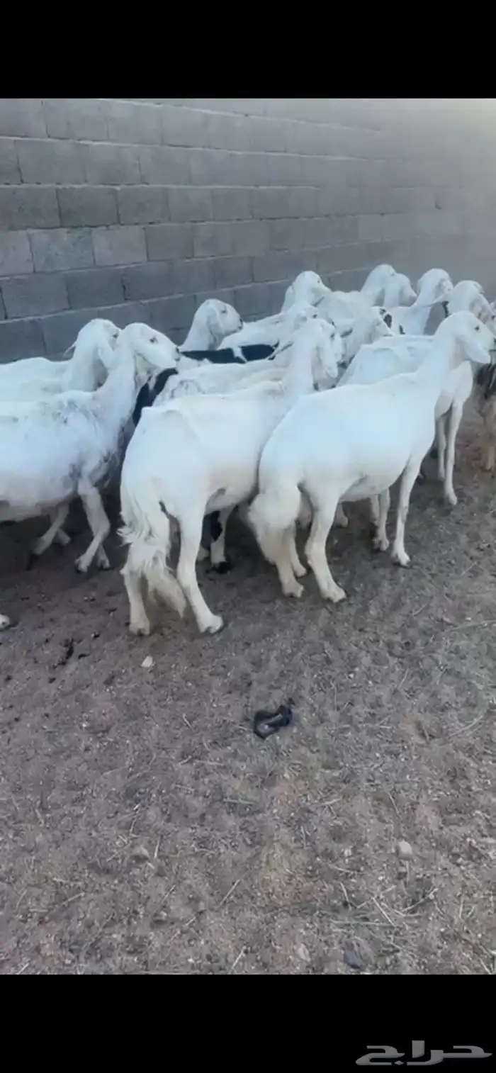 غنم ولد 0