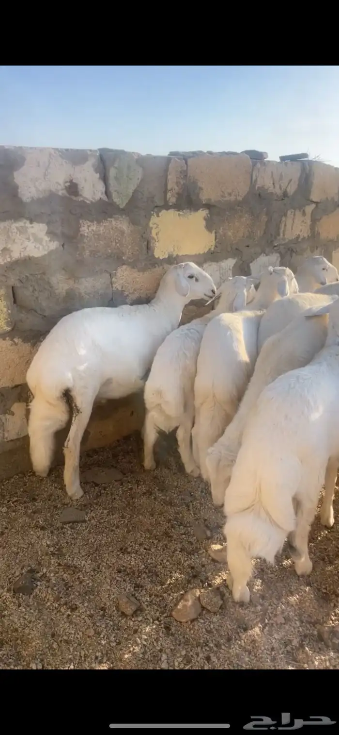 خرفان للبيع 2