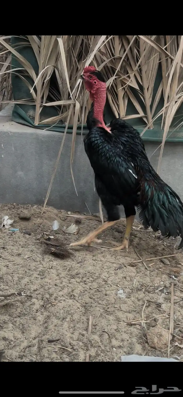 ديك فيتنامي ((سايكون لاو)) 2