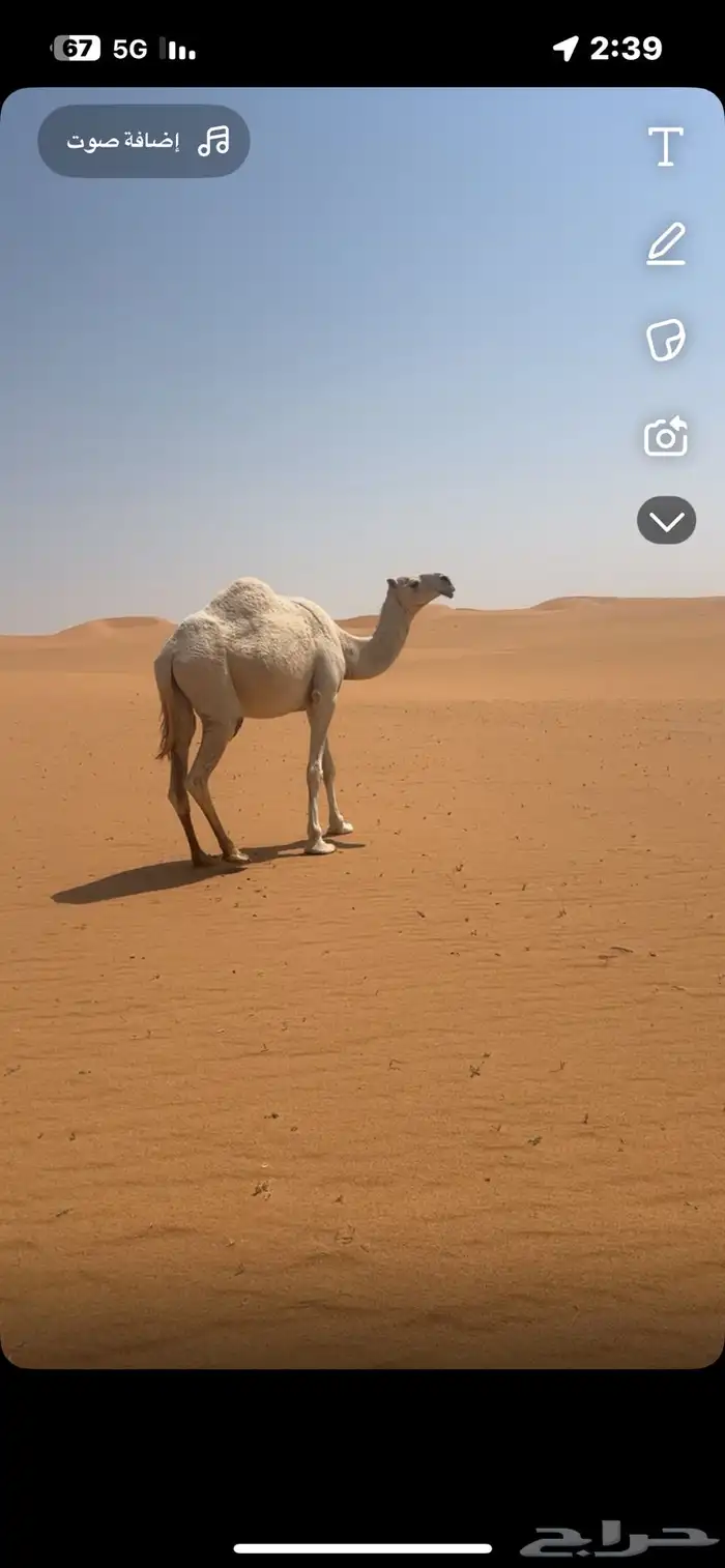 ضروبه جذعه طيبه 2