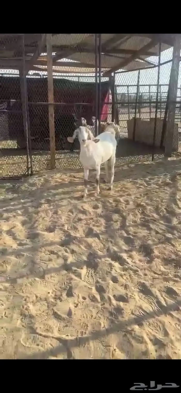 عنز رباع كفو مقرب 1