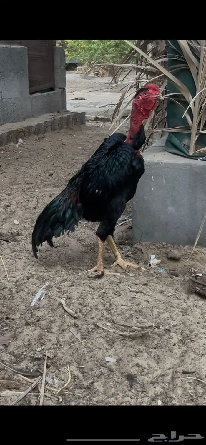 ديك فيتنامي ((سايكون لاو)) 1