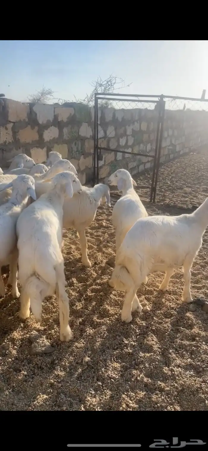 خرفان للبيع 1