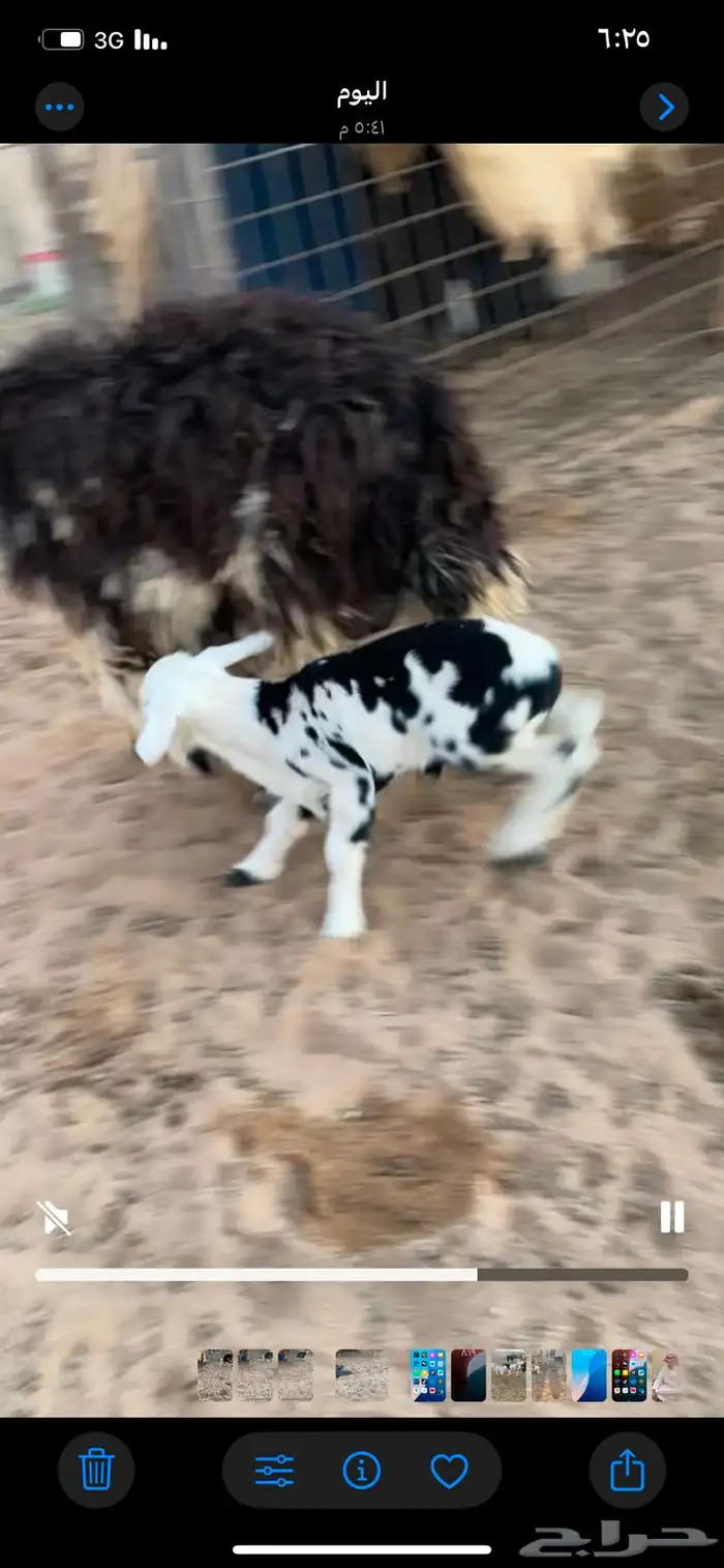 ثنيه معها خروف تم البيع 1