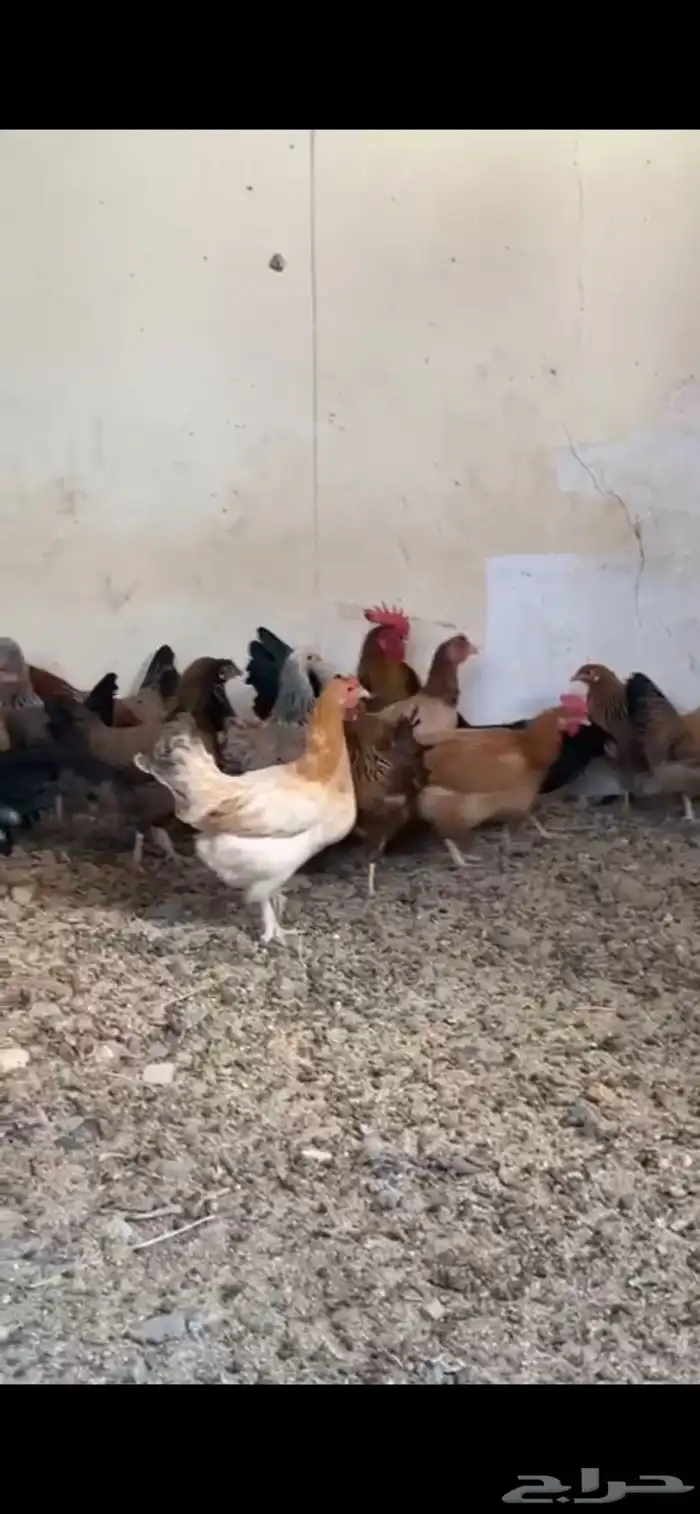 دجاج 4