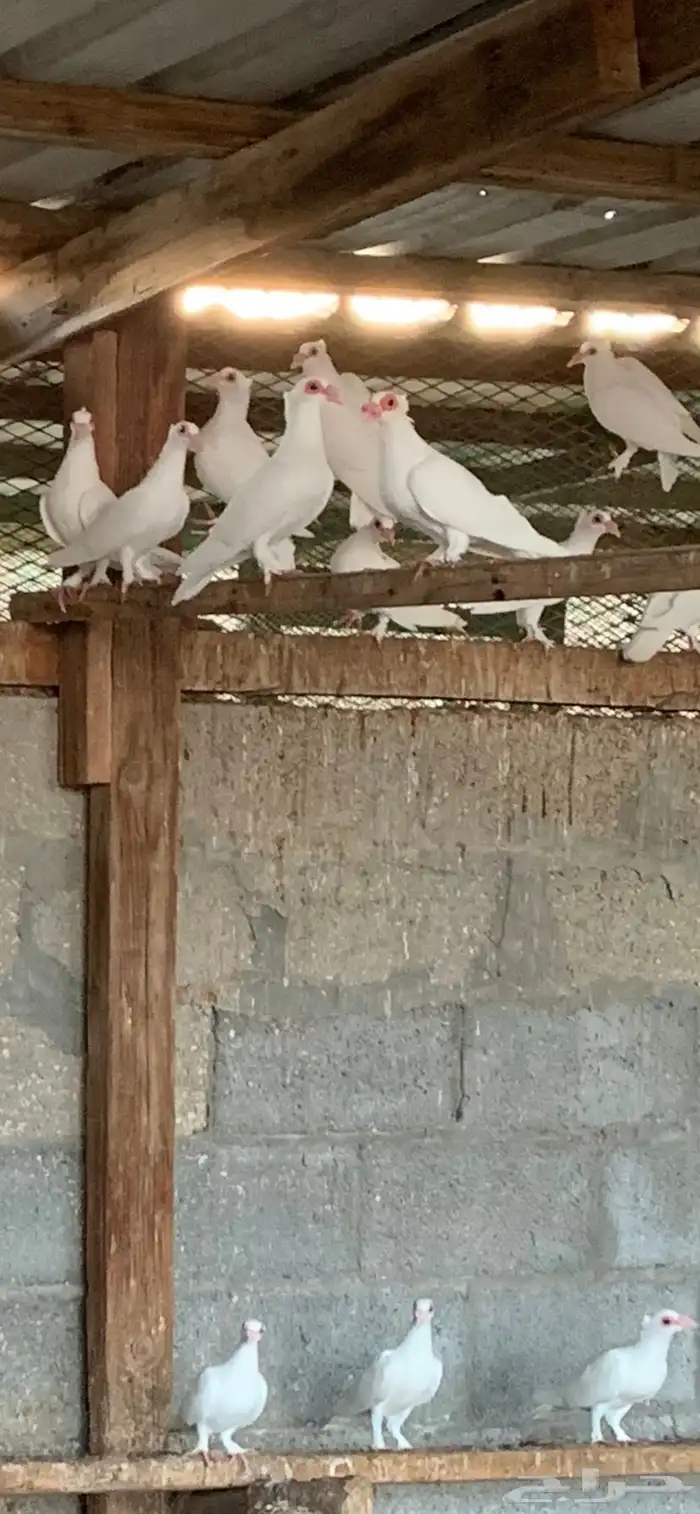 حمام للبيع 1