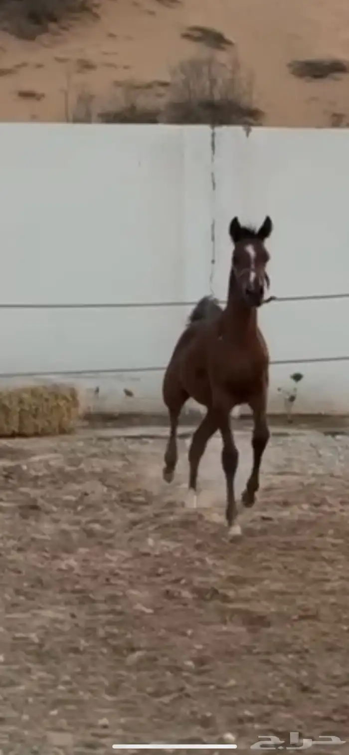 مهر عربي 0