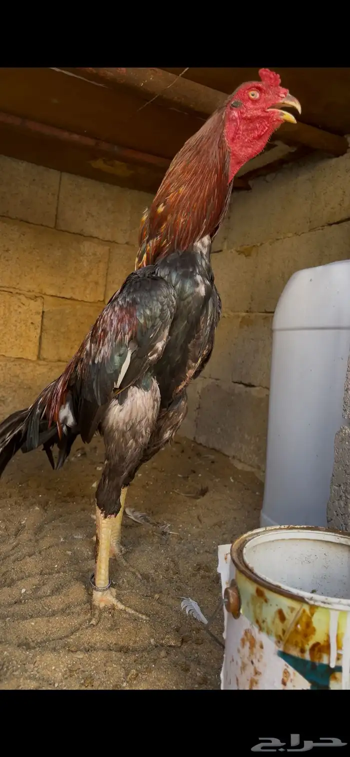 دجاج سندي فاخر 3
