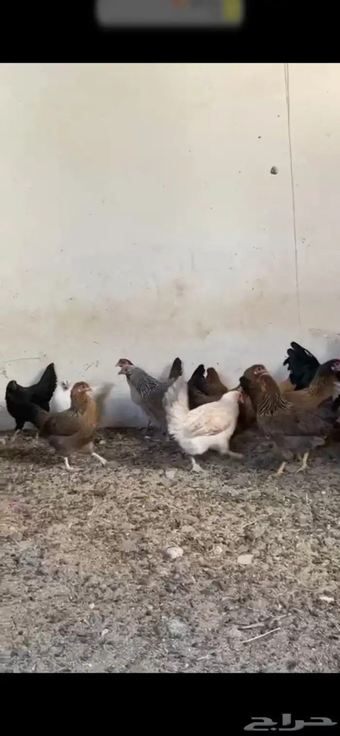دجاج 3