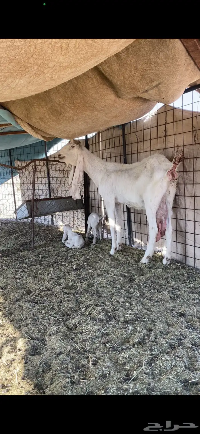 عنز متوم تحتها جفرتين. 0