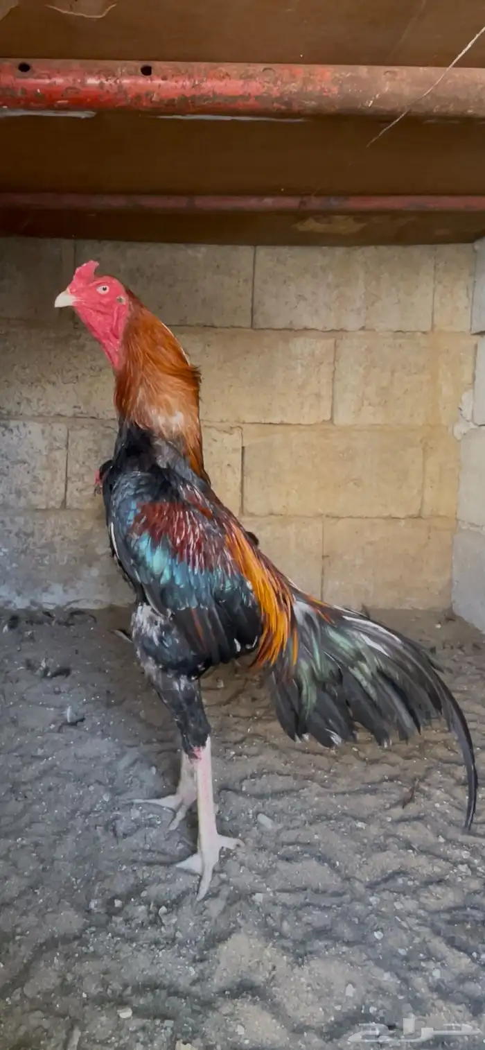 دجاج سندي فاخر 1