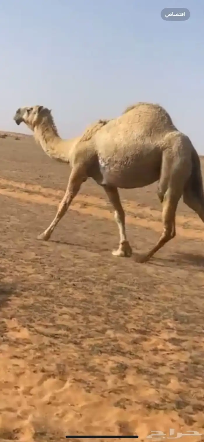 للبيع لقحه ثنو كفو 1