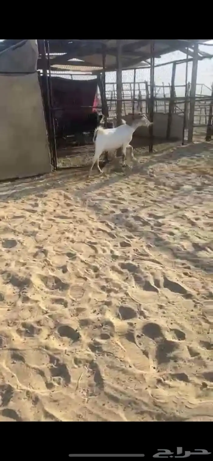 عنز رباع كفو مقرب 0