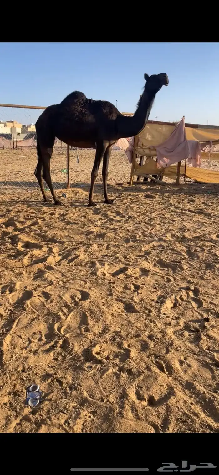 ماشالله لقيه تدخل جذعه كفووو 1