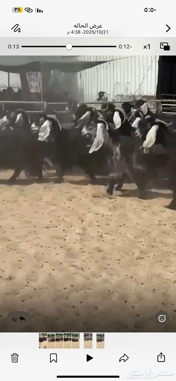 للبيع طليان هرافي فيها واحد صنف ومعزاء عوارض خصم 1