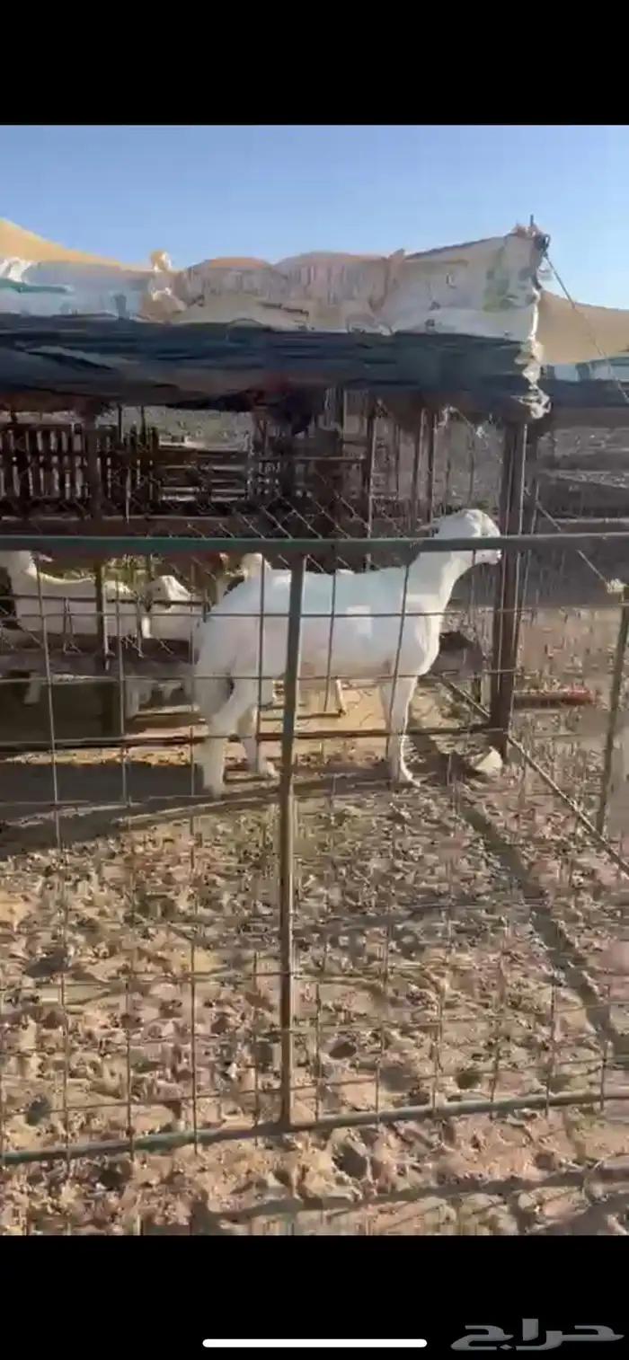 خروف فحل جذع مشروط 1