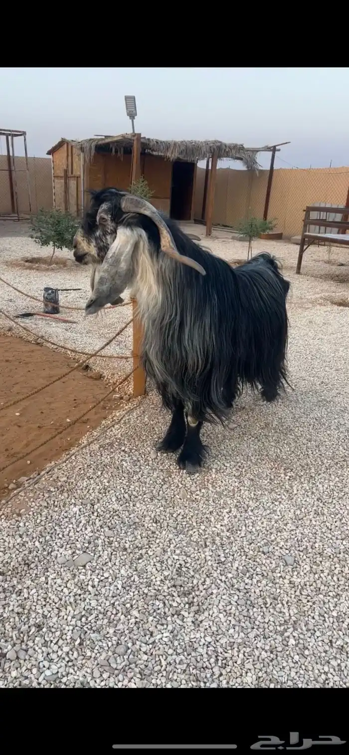 فحل عارضي شرط القريع 0