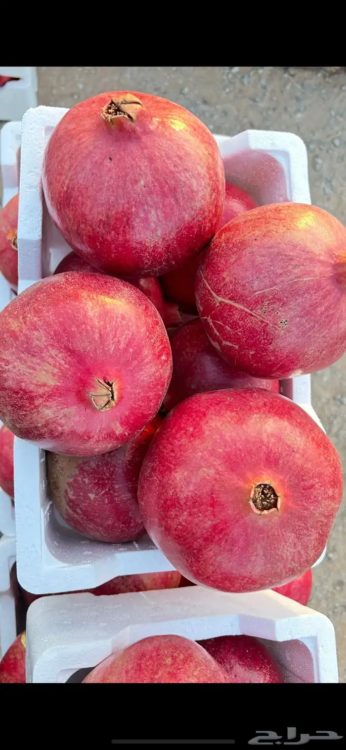 شتلات رمان مثمر 3