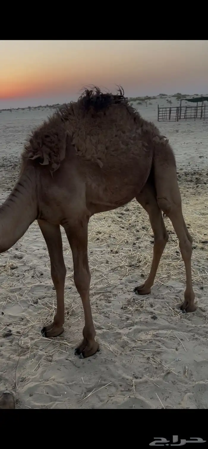 قعود سته شهور سبعه حليب امه وفل 0
