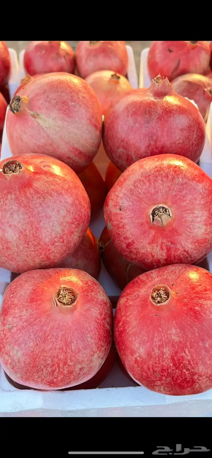 شتلات رمان مثمر 4