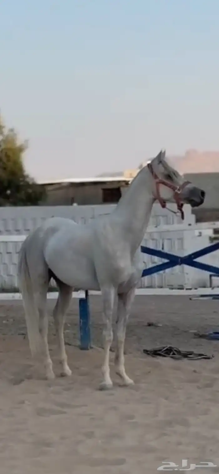حصان شعبي فاخرر 11