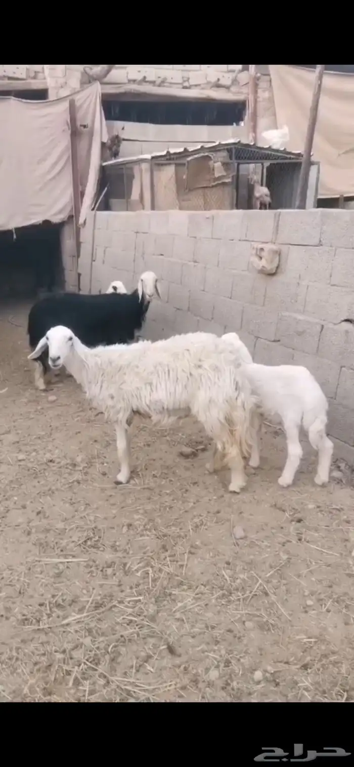 للبيع شياه متابيع كفووو ( تم البيع ) 0