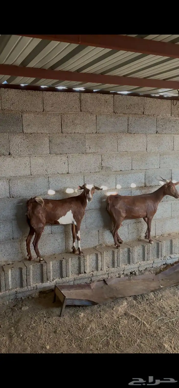 معزا متابيع 3