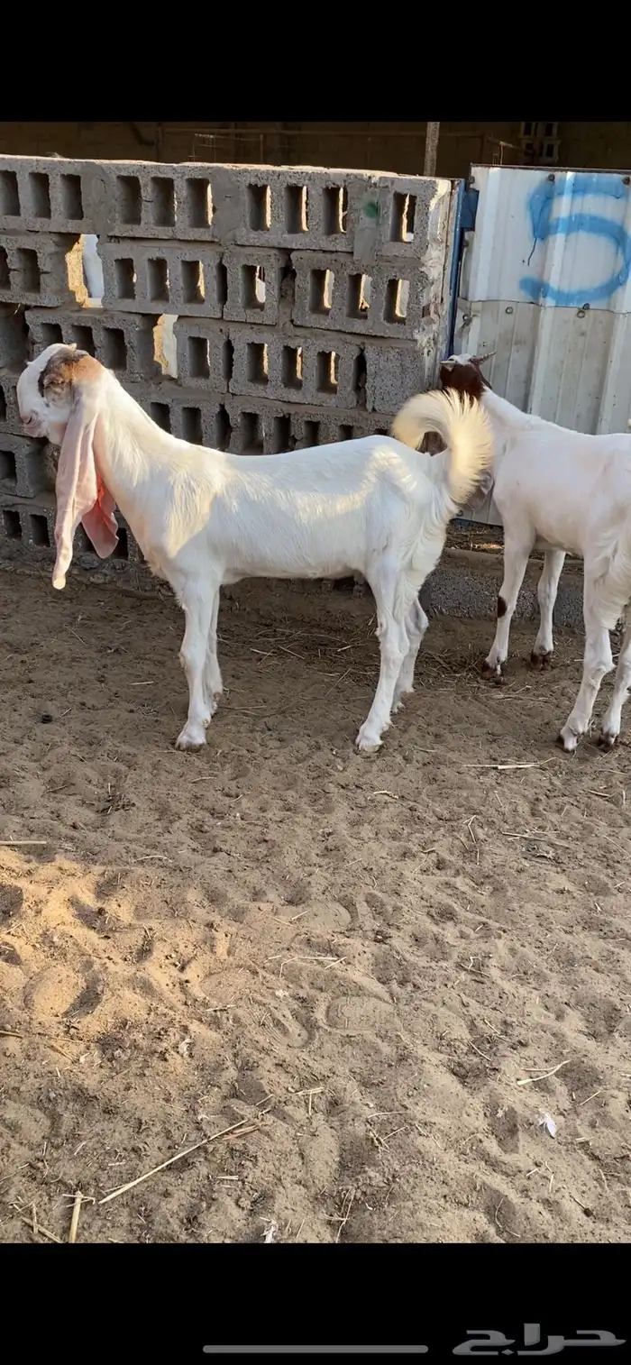 جفار مشاريك 0