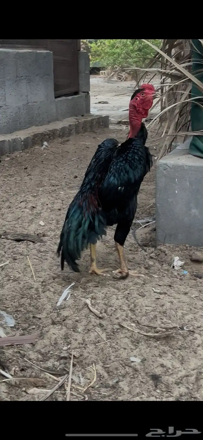 ديك فيتنامي ((سايكون لاو)) 0