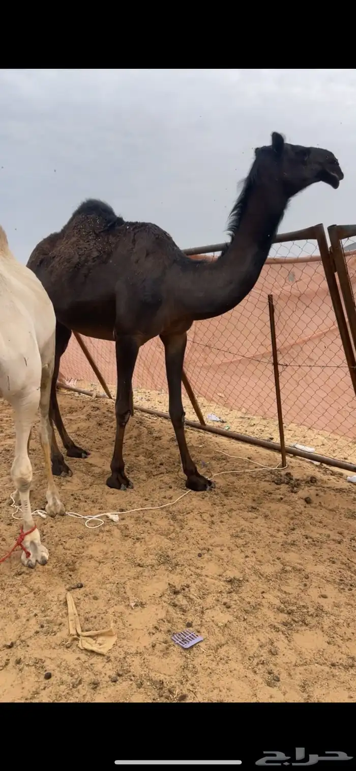 ماشالله لقيه تدخل جذعه كفووو 0
