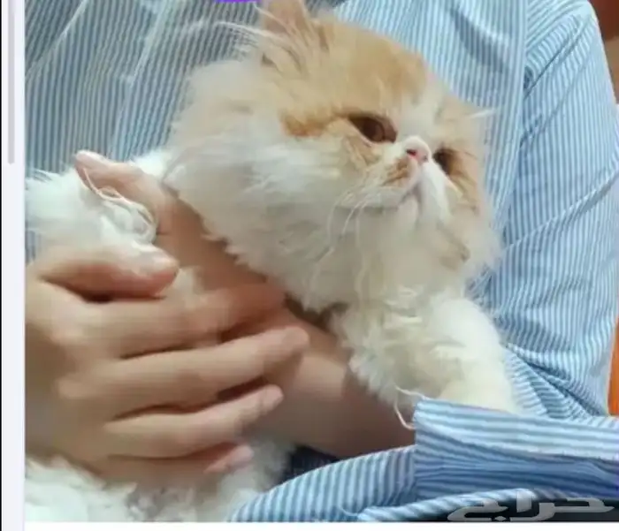 قط هملايا العمر 7شهور 2