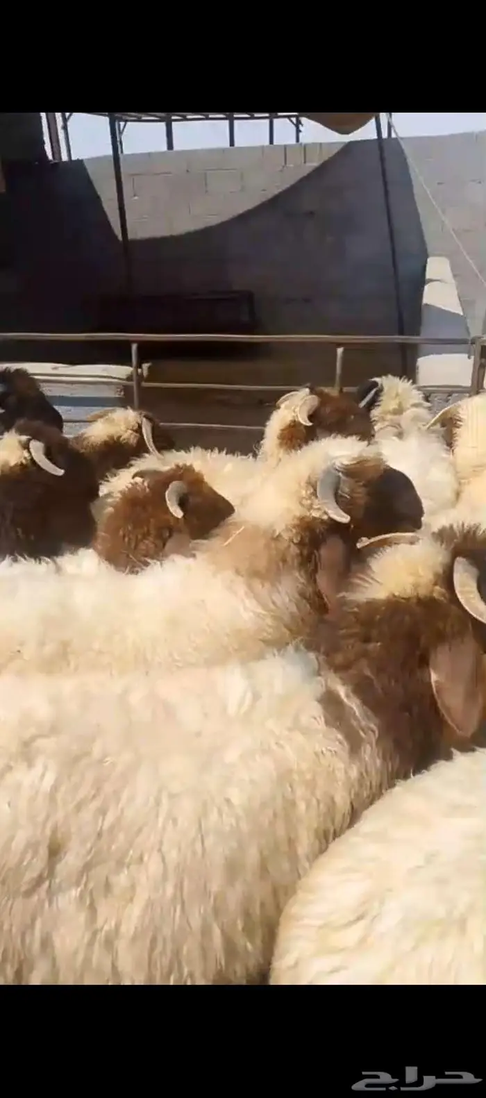 يتوفر تابي او تمارا خرفان نعيمي بلدي وتيوس جنوبية فل الفل 1