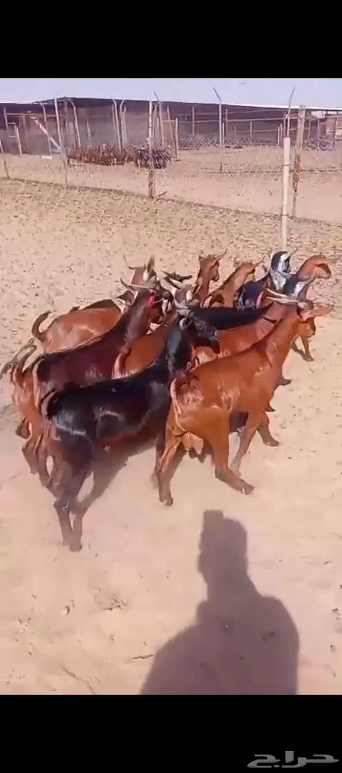 يتوفر تابي او تمارا خرفان نعيمي بلدي وتيوس جنوبية فل الفل 2