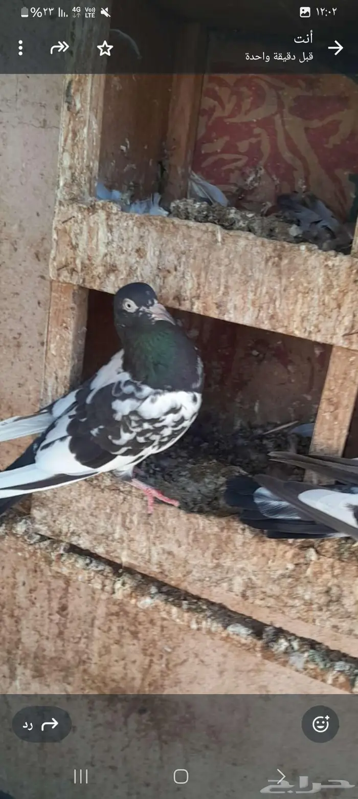 حمام رام بوري صافي 2