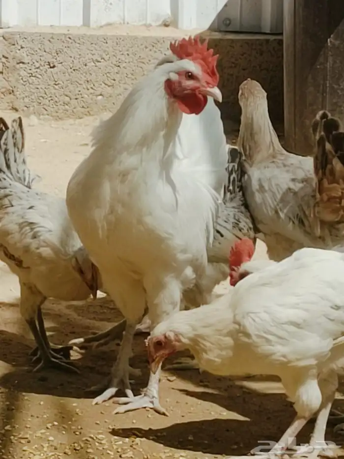 دجاج بلدي للبيع 2