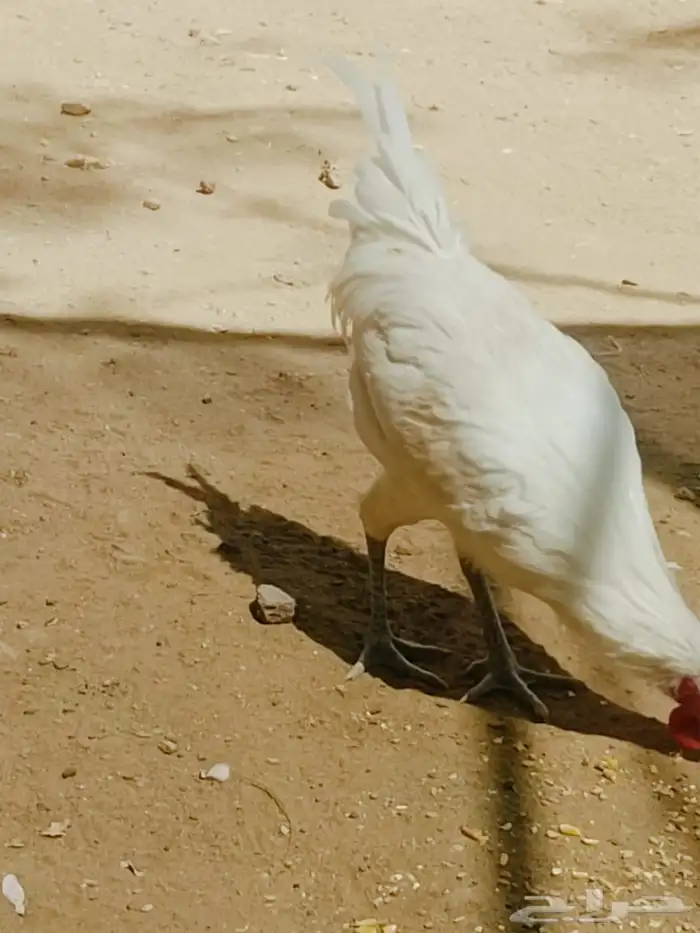 دجاج بلدي للبيع 0