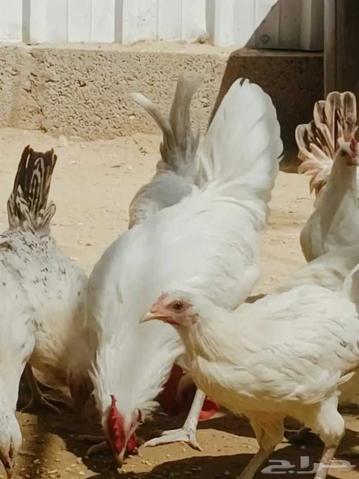 دجاج بلدي للبيع 1