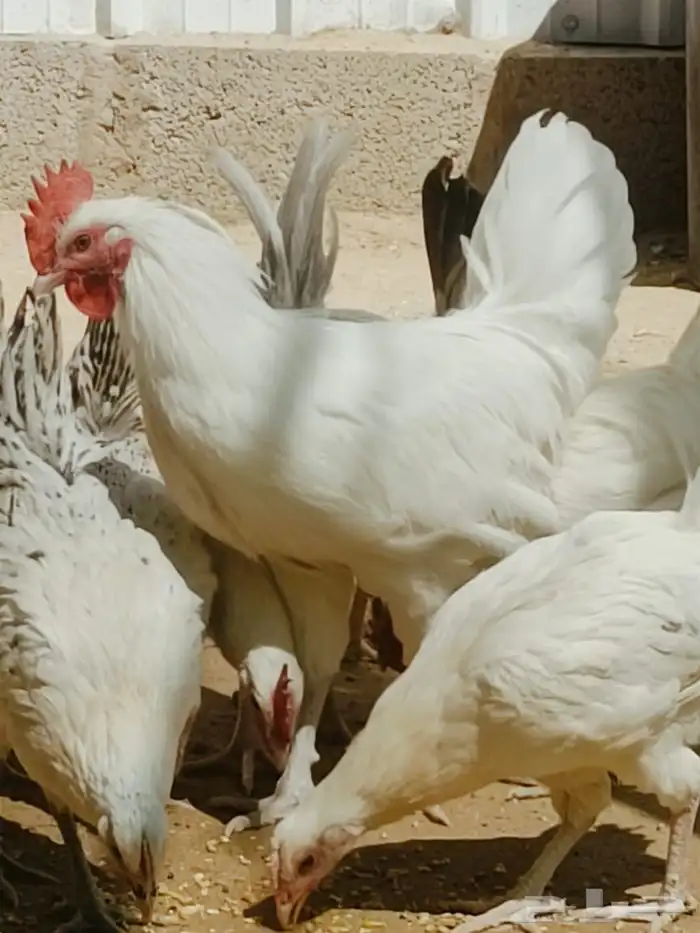 دجاج بلدي للبيع 5